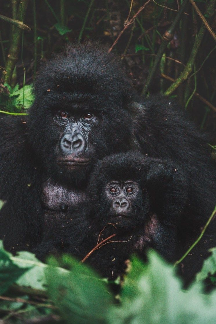 Rwanda, East Africa